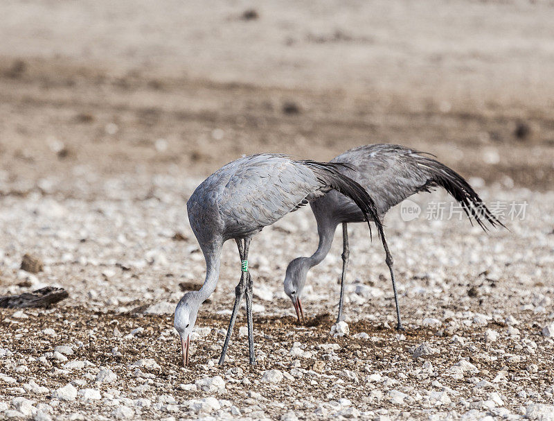 天堂类人猿(Anthropoides paradiseus)对蓝鹤;Etosha N.P，纳米比亚，非洲